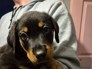 Rottweiler dogs One beautiful rottweiler boy - Advert 1