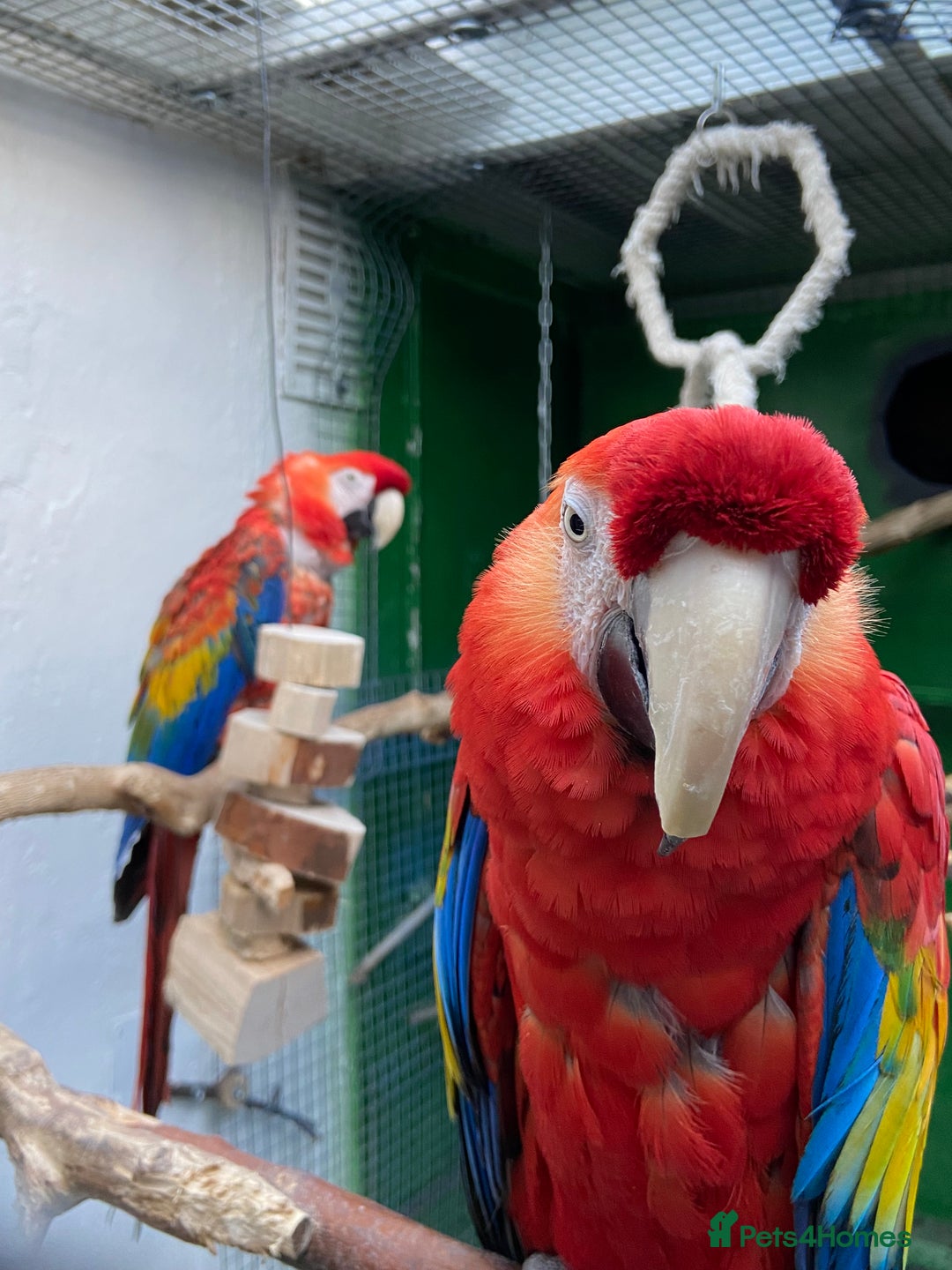 Macaws birds for sale: Scarlet pair for sale  - Advert 3