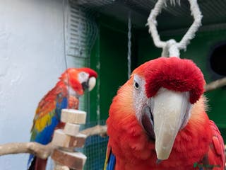 Macaws birds Scarlet pair for sale - Advert 16