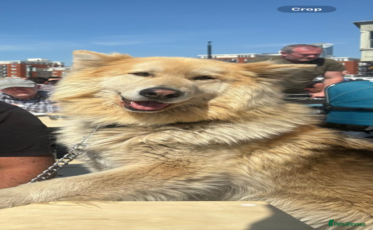 Shepsky dogs - Advert 1