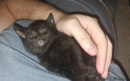 British Shorthair cats for sale: 4 Beautiful Black Kittens  - Image 5