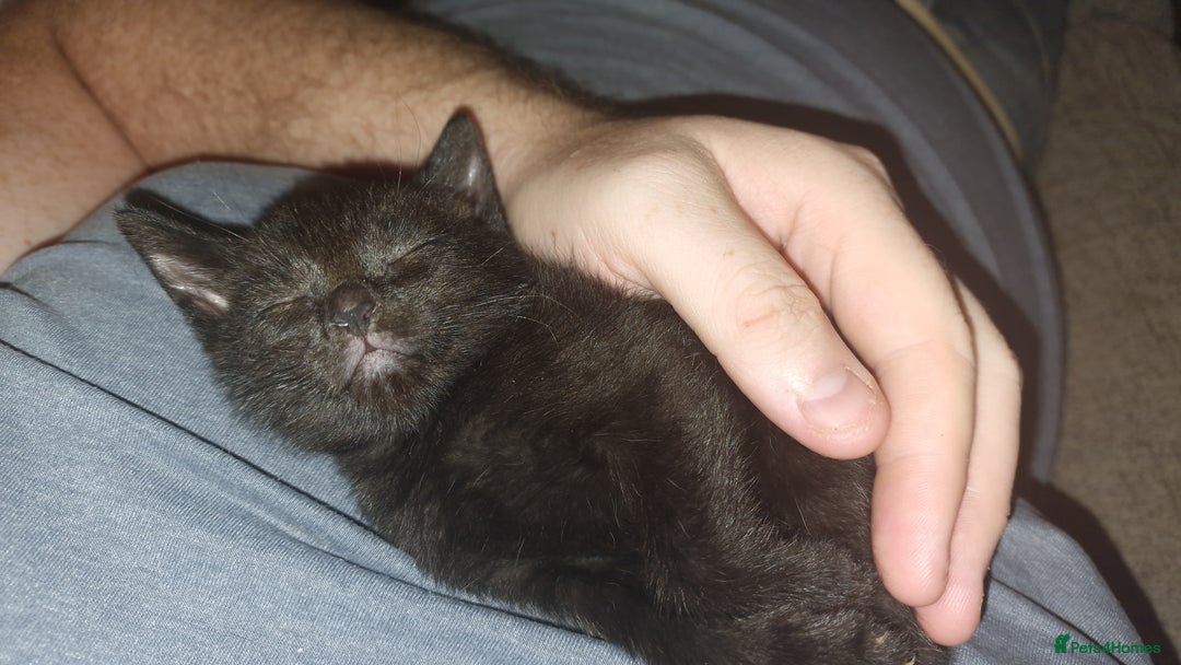 British Shorthair cats for sale: 4 Beautiful Black Kittens  - Image 5