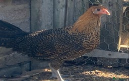 Chickens poultry for sale: Trio of Golden Deathlayer - Image 4