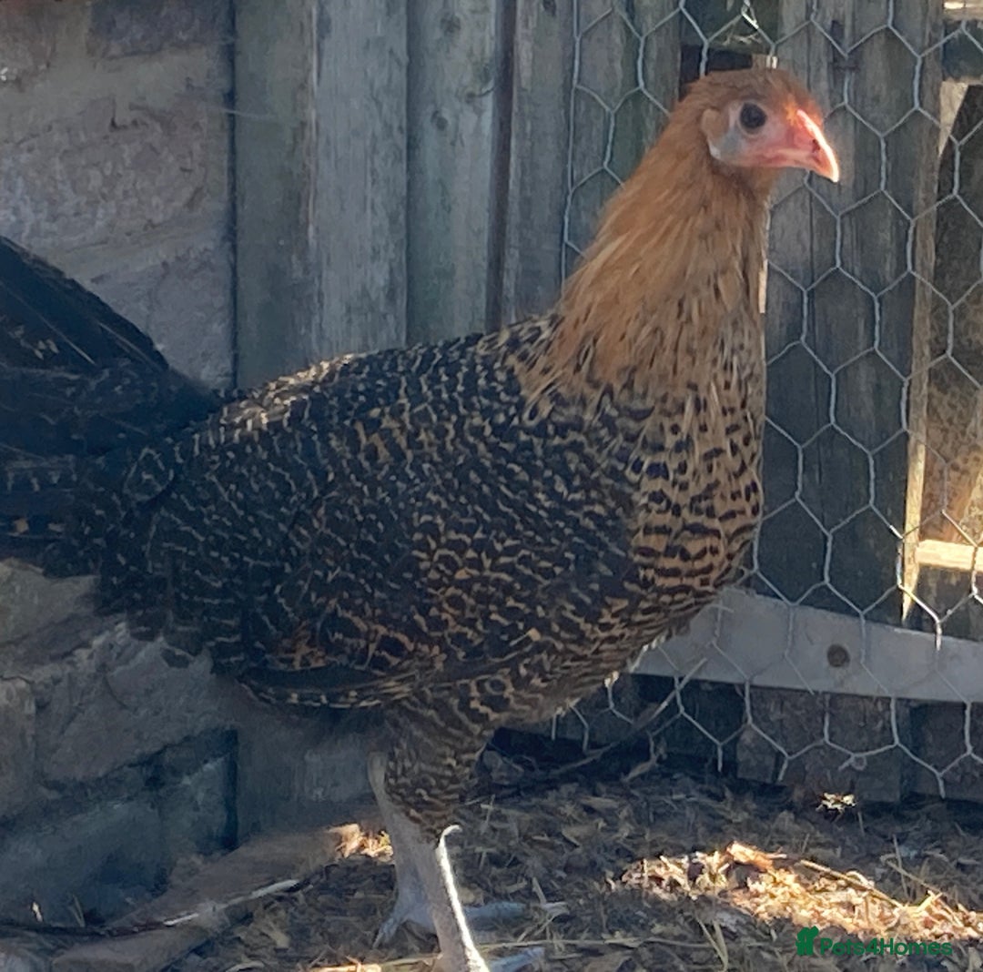 Chickens poultry for sale: Trio of Golden Deathlayer - Image 4