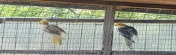 Cockatiels birds for sale: A pair of cockatiels for sale - Advert 3