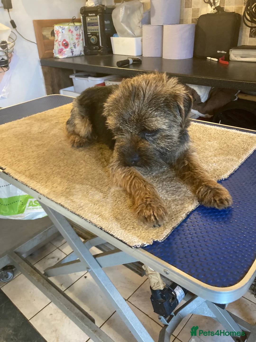 Border Terrier dogs for stud: MEET FINN in Maidstone - Advert 4