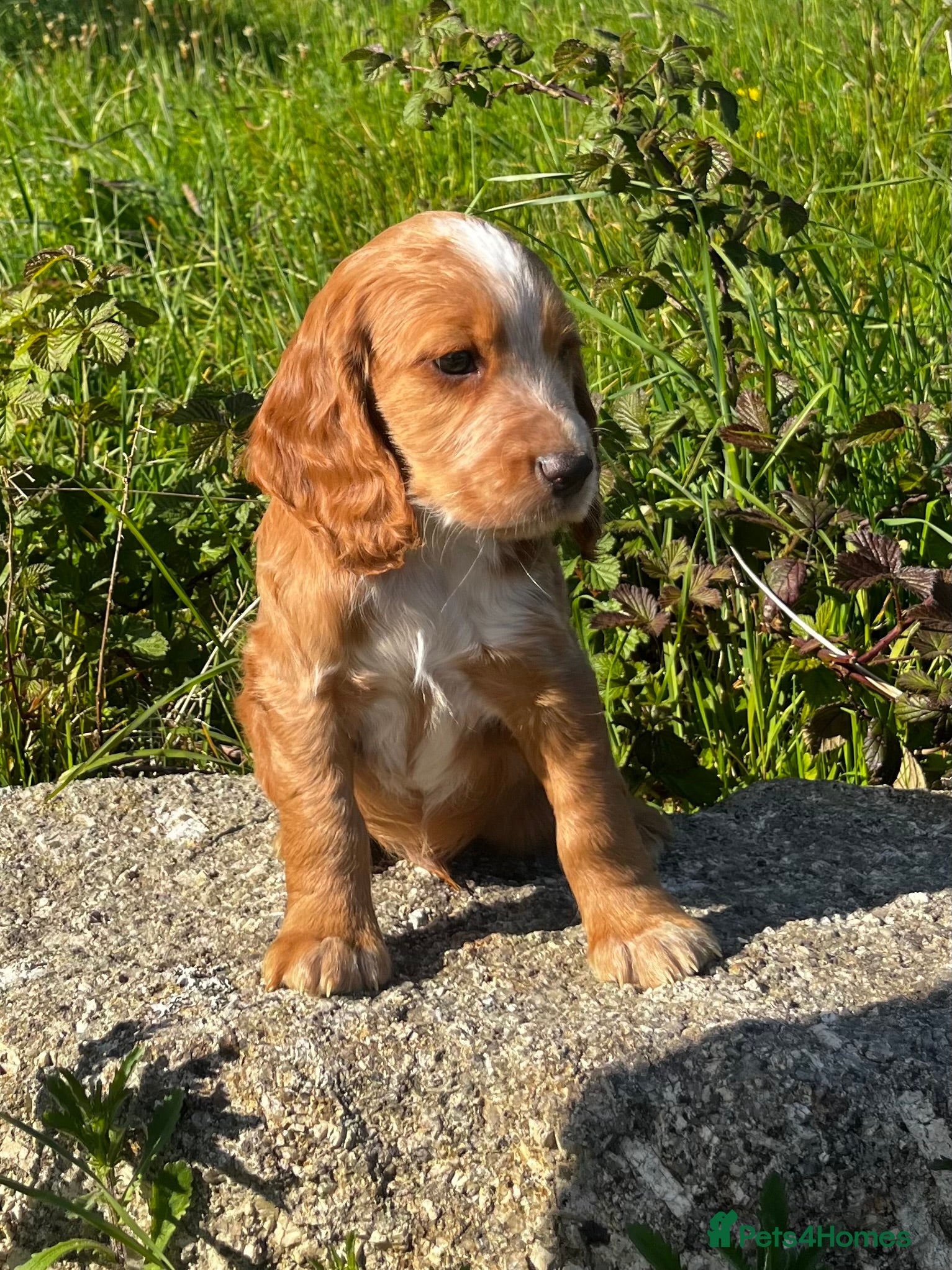 Cocker Spaniel dogs SUPERB KC WORKING COCKERS **HEALTH CHECKED** - Advert 2