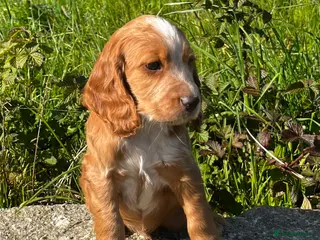 Cocker Spaniel dogs for sale: KC W/C SPANIELS **VET CHECKED & READY TO LEAVE* * - Advert 1