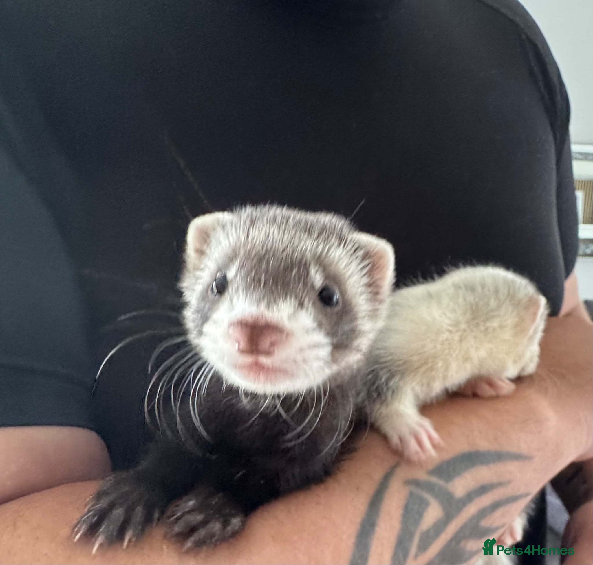 Ferret rodents Beautiful young kits with all equipment!!! - Advert 2
