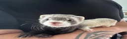 Ferret rodents for sale: Beautiful young kits with all equipment!!! in Huntingdon - Advert 2