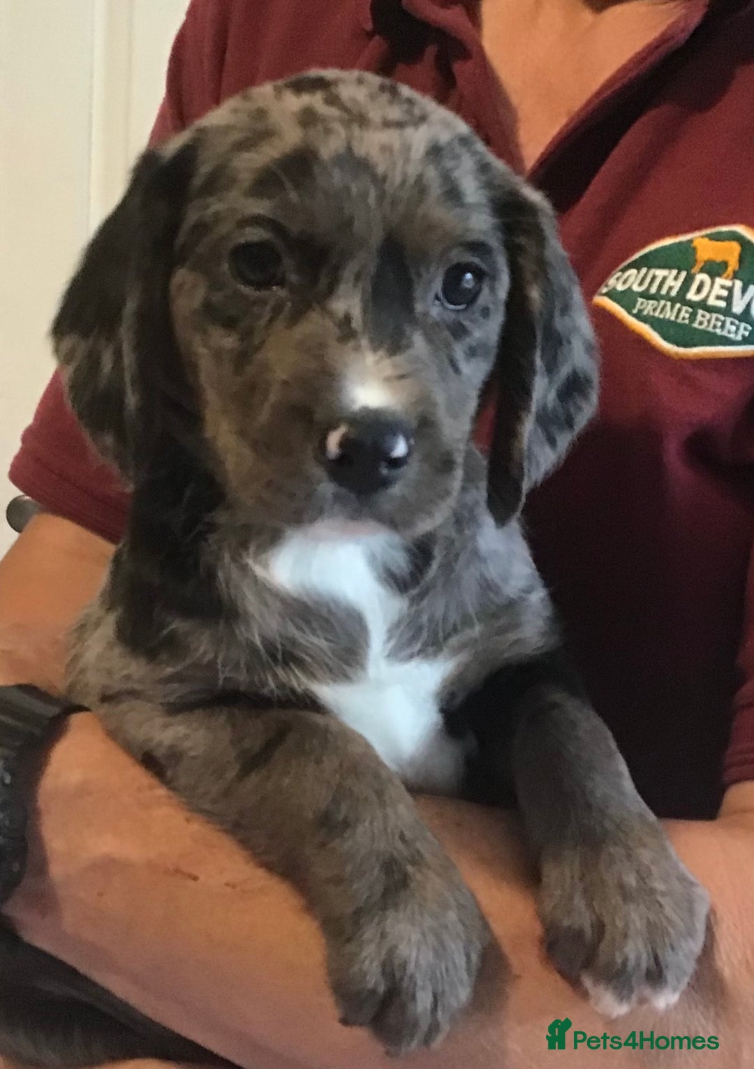 Cocker Spaniel dogs for stud: MERLIN…FOR STUD ONLY - Advert 8