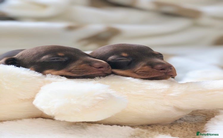 Miniature Dachshund dogs - Advert 14
