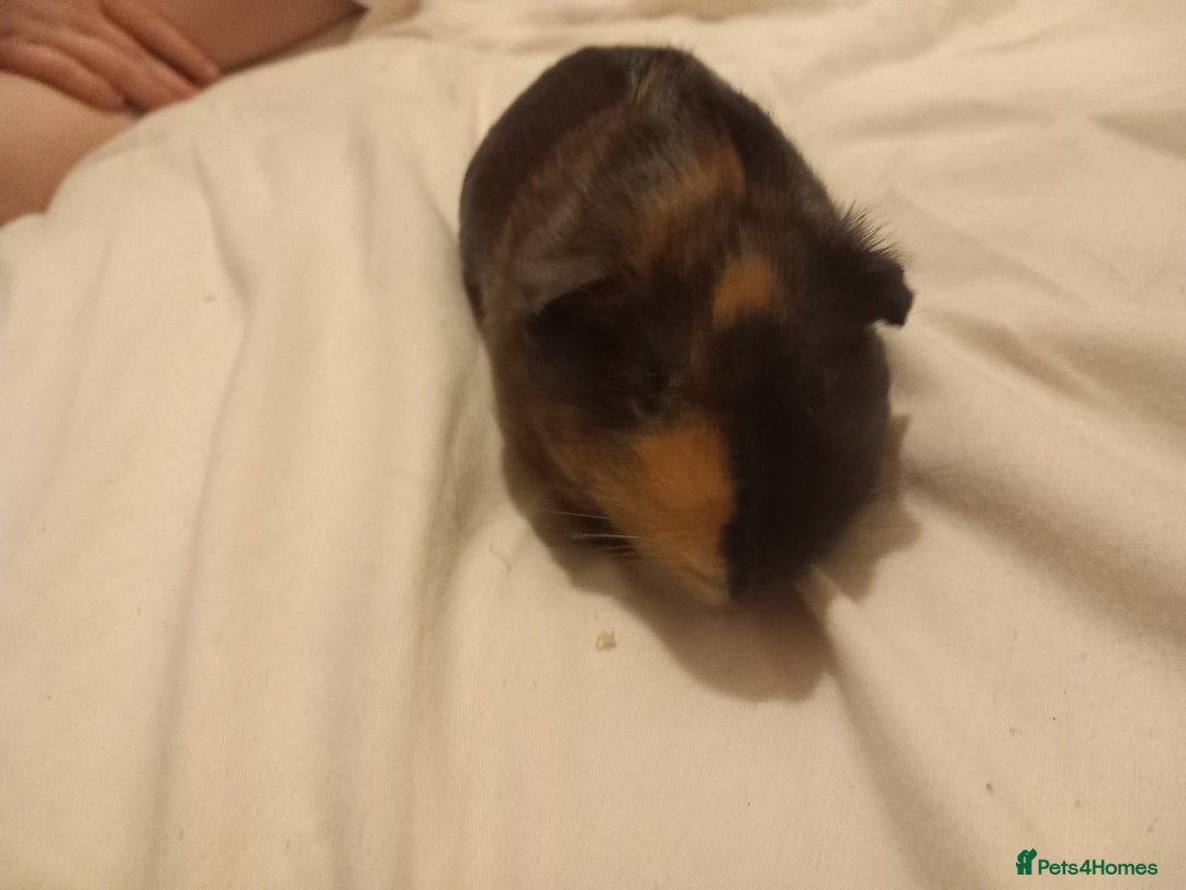 Guinea Pig rodents for sale: 2 guinea pigs with cage and accessories  - Advert 5