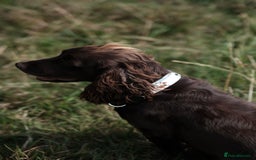 Cocker Spaniel dogs for sale: Exceptional KC Working Cocker Spaniel Puppies - Image 5