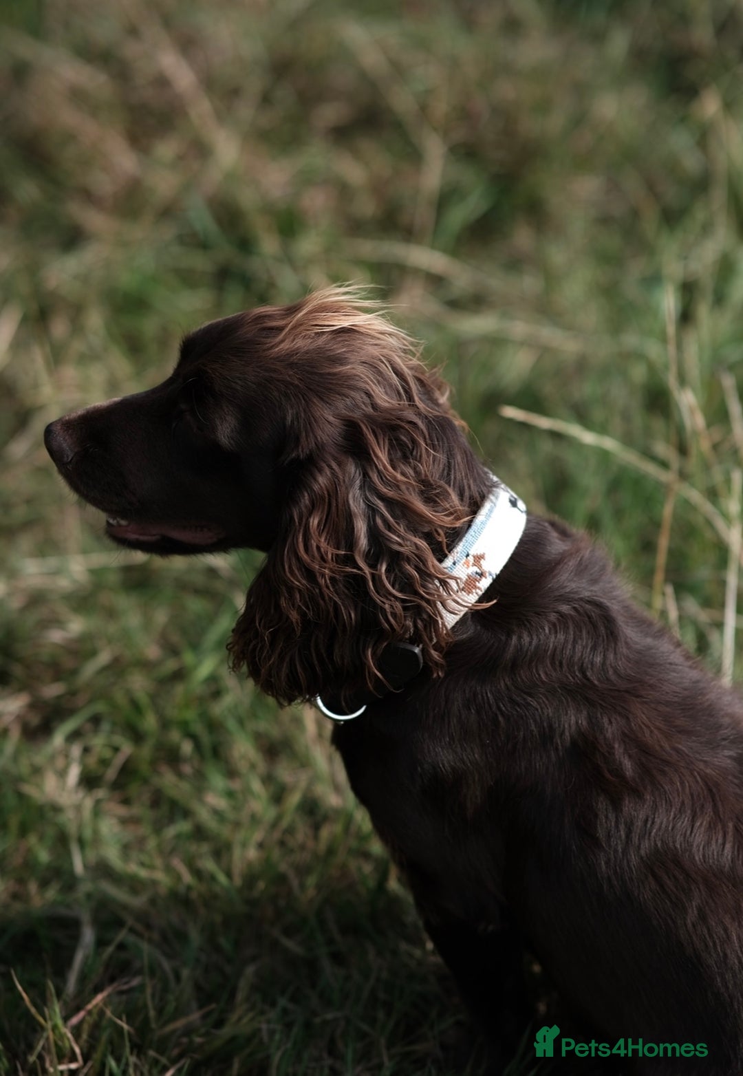 Cocker Spaniel dogs for sale: Exceptional KC Working Cocker Spaniel Puppies - Image 5
