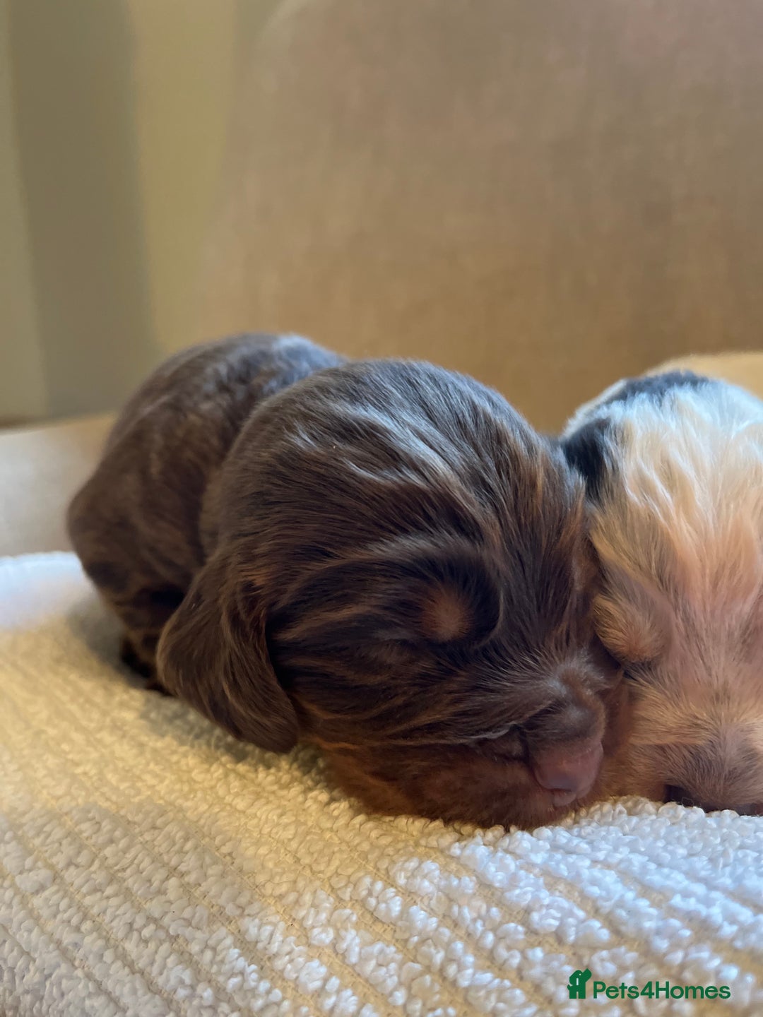Cocker Spaniel dogs for sale: KC COCKER SPANIEL PUPPIES - Advert 20