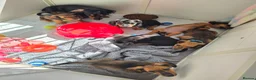 Dachshund dogs for sale: Miniature dachshunds  - Advert 15