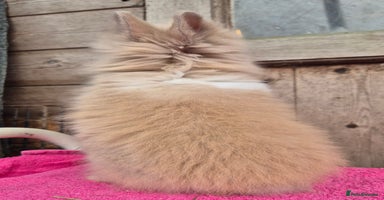 Mini Lop rabbits Mini lops various age and price see description.  - Advert 4