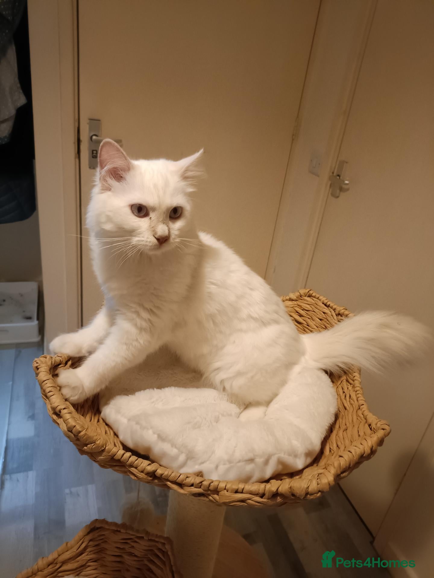 Ragdoll cats for sale:  Active fawn point boy available  - Advert 2