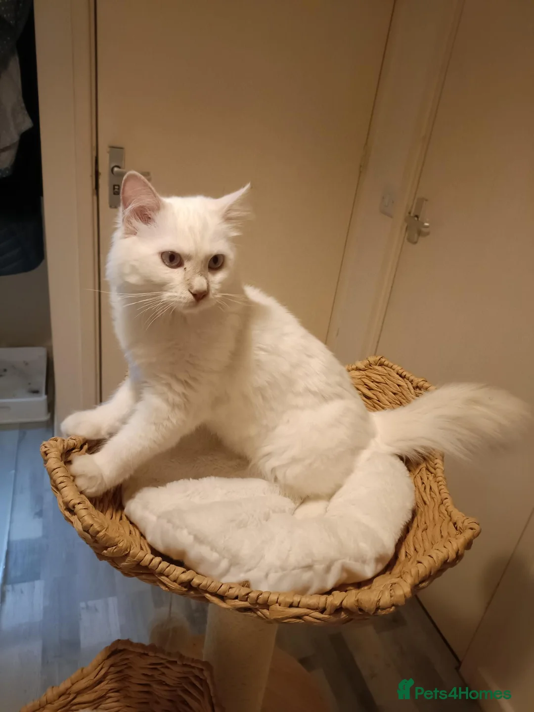 Ragdoll cats for sale:  Active fawn point boy available  - Advert 1