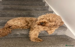 Cockapoo dogs for sale: Loving & Affectionate Dog for sale - Meet Teddy - Image 2