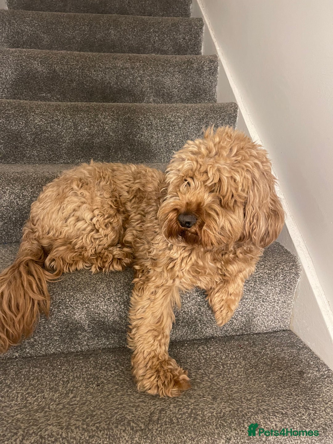 Cockapoo dogs for sale: Loving & Affectionate Dog for sale - Meet Teddy - Image 2