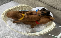 Cockapoo dogs for sale: 🌟 8 beautiful F1 b cockapoo puppies 🌟 - Image 9