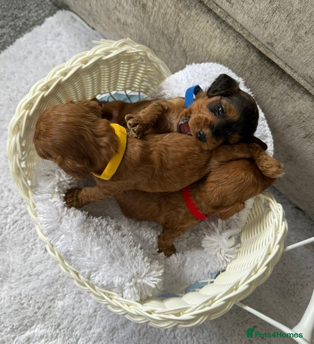Cockapoo dogs for sale: 🌟 8 beautiful F1 b cockapoo puppies 🌟 - Image 9