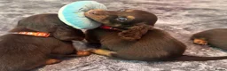 Miniature Dachshund dogs for sale: 5* licensed KC long haired miniature Dachshunds  - Advert 7