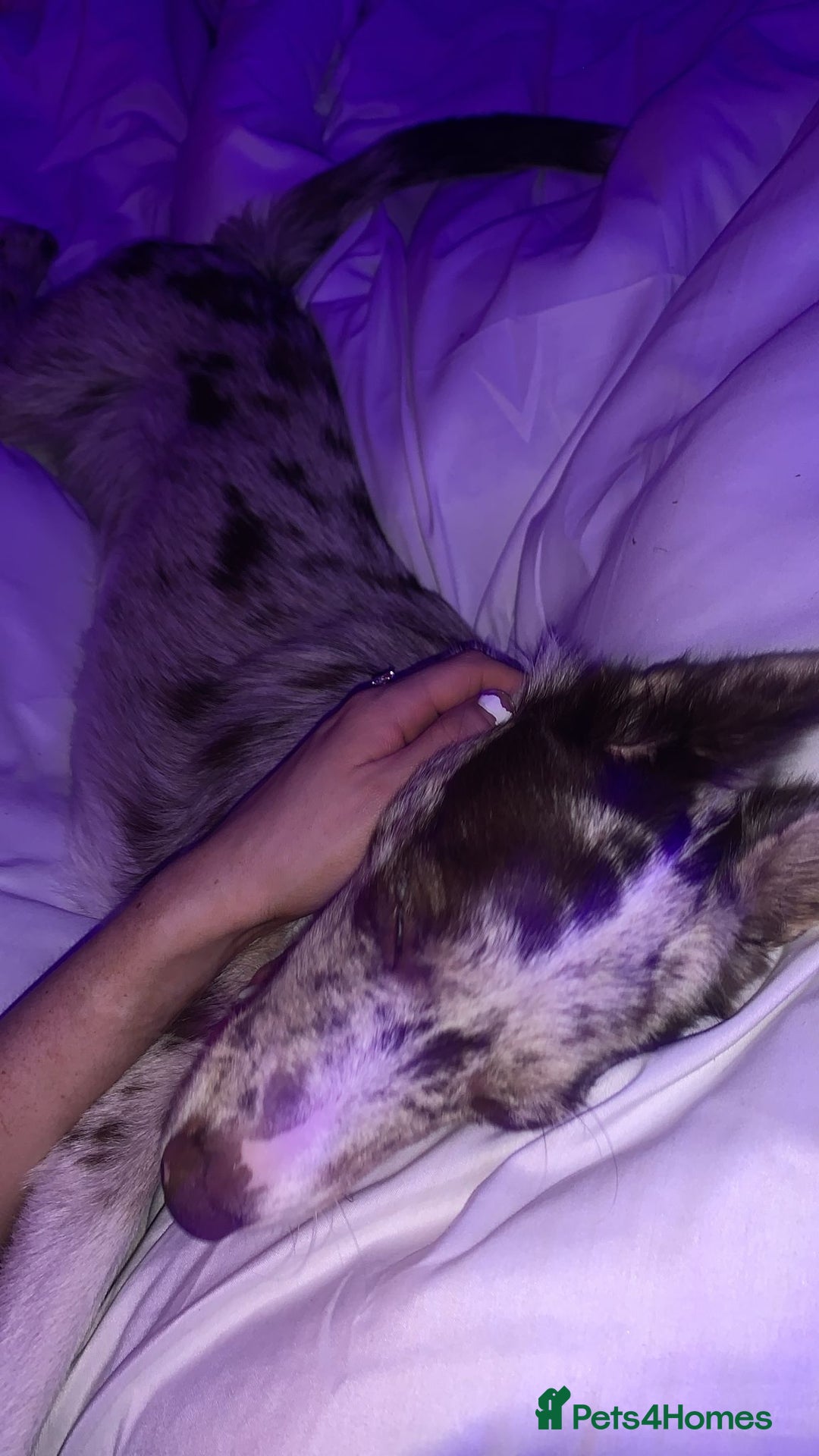 Border Collie dogs for sale: 6 month collie bitch for sale  - Image 8