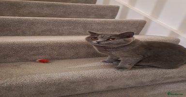British Shorthair cats - Advert 7
