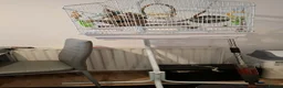 Budgerigars birds for sale: 2 budgies with the cage, the stand and food  - Advert 2