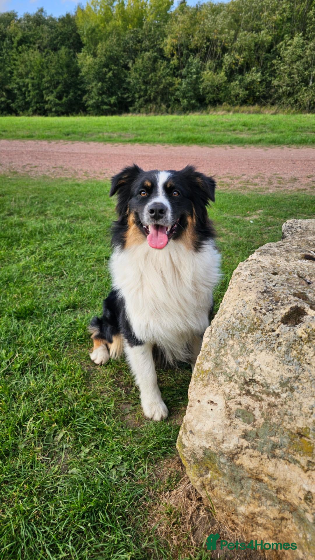 Australian Shepherd dogs KC REGISTERED AUSTRALIAN SHEPHERD FOR STUD - Advert 2