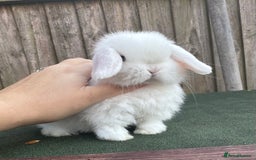 Mini Lop rabbits for sale: TOP QUALITY baby mini lops - Image 6