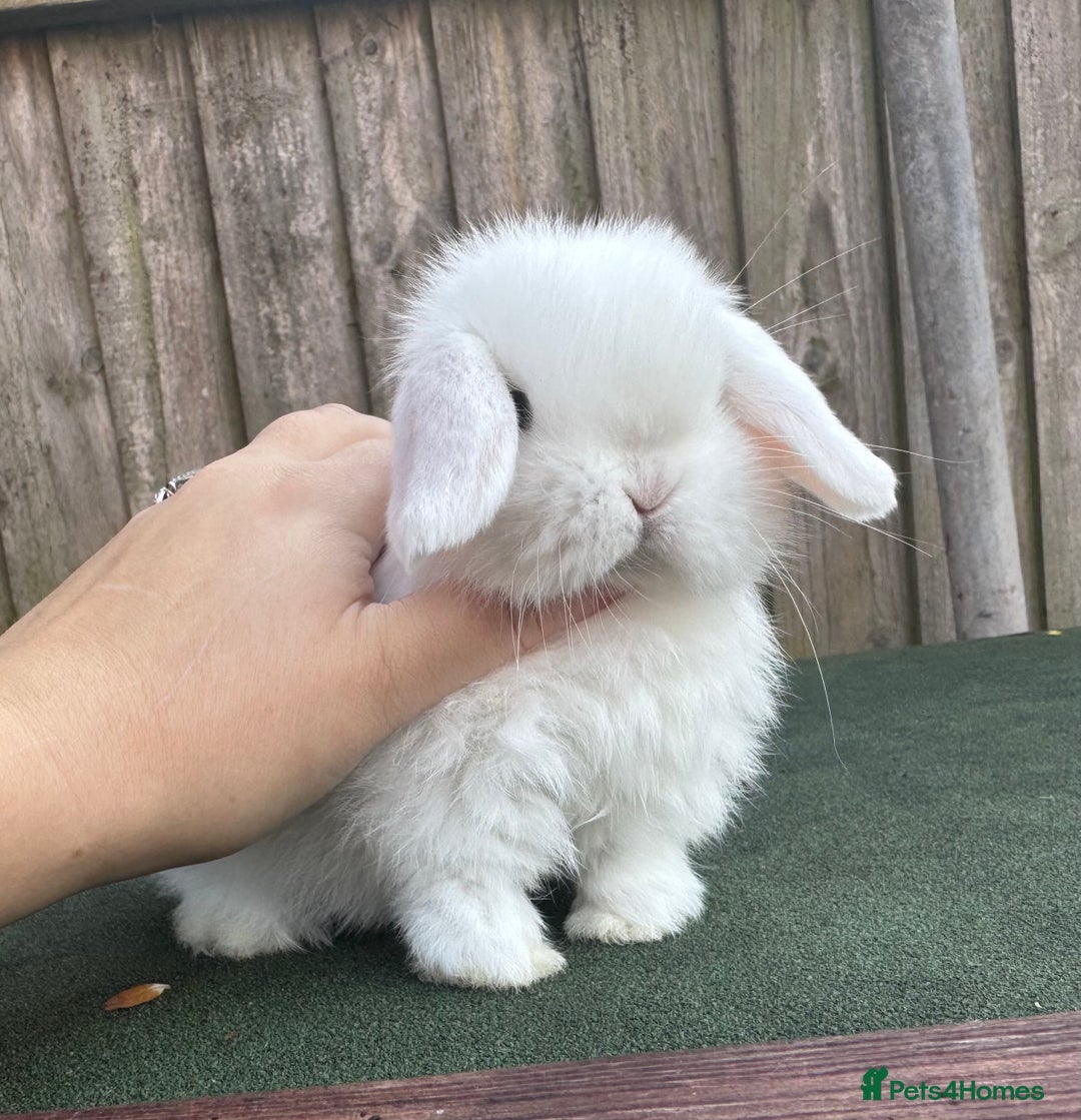 Mini Lop rabbits for sale: TOP QUALITY baby mini lops - Image 6