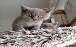 Brazilian Shorthair cats for sale: Beautiful blues Bristh short hair - Image 6