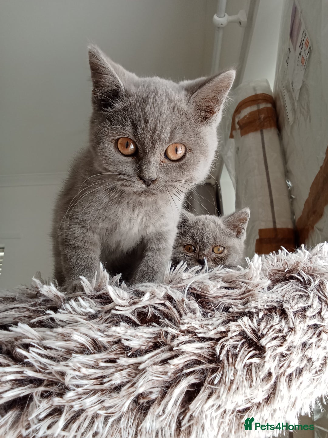 Brazilian Shorthair cats for sale: Beautiful blues Bristh short hair - Image 6