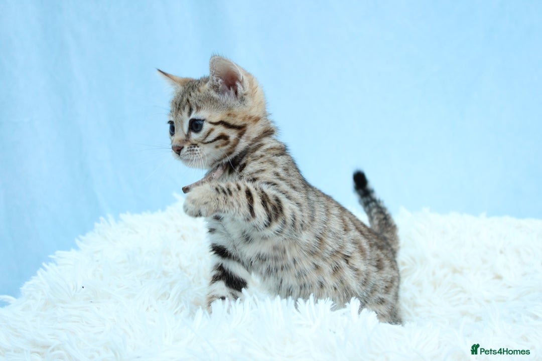 Bengal cats for sale: 🔥Stunning Bengal kittens Available🔥 - Image 19