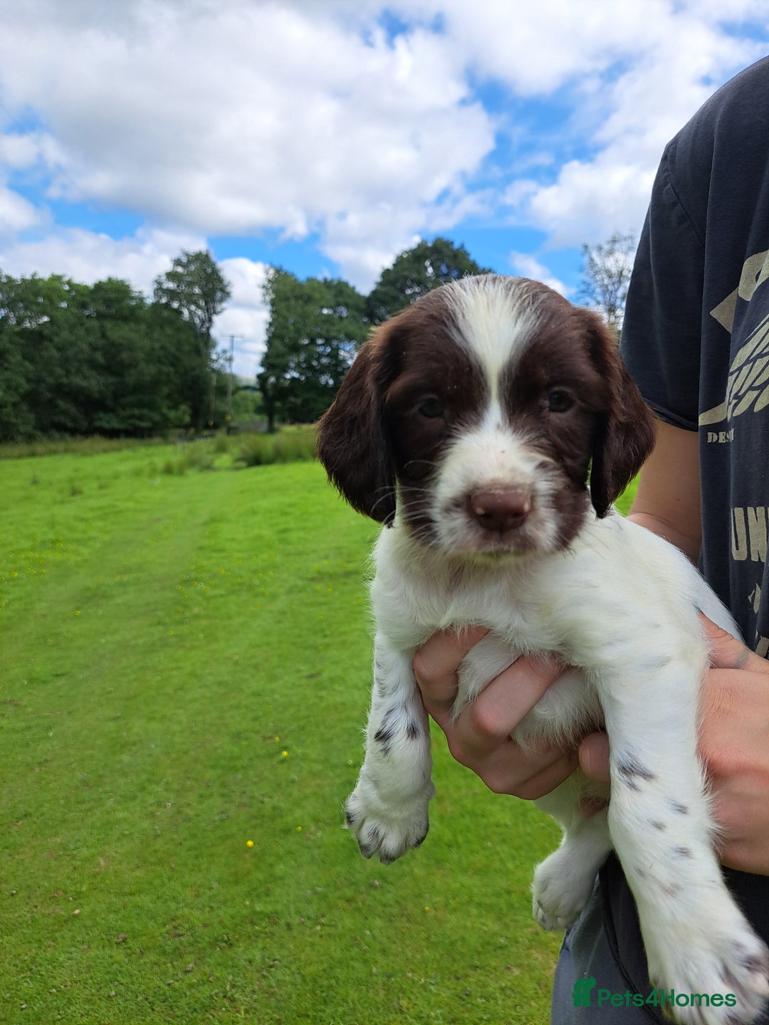 English Springer Spaniel dogs for sale: Beautiful Springer Spaniel Pups for Sale - Image 4
