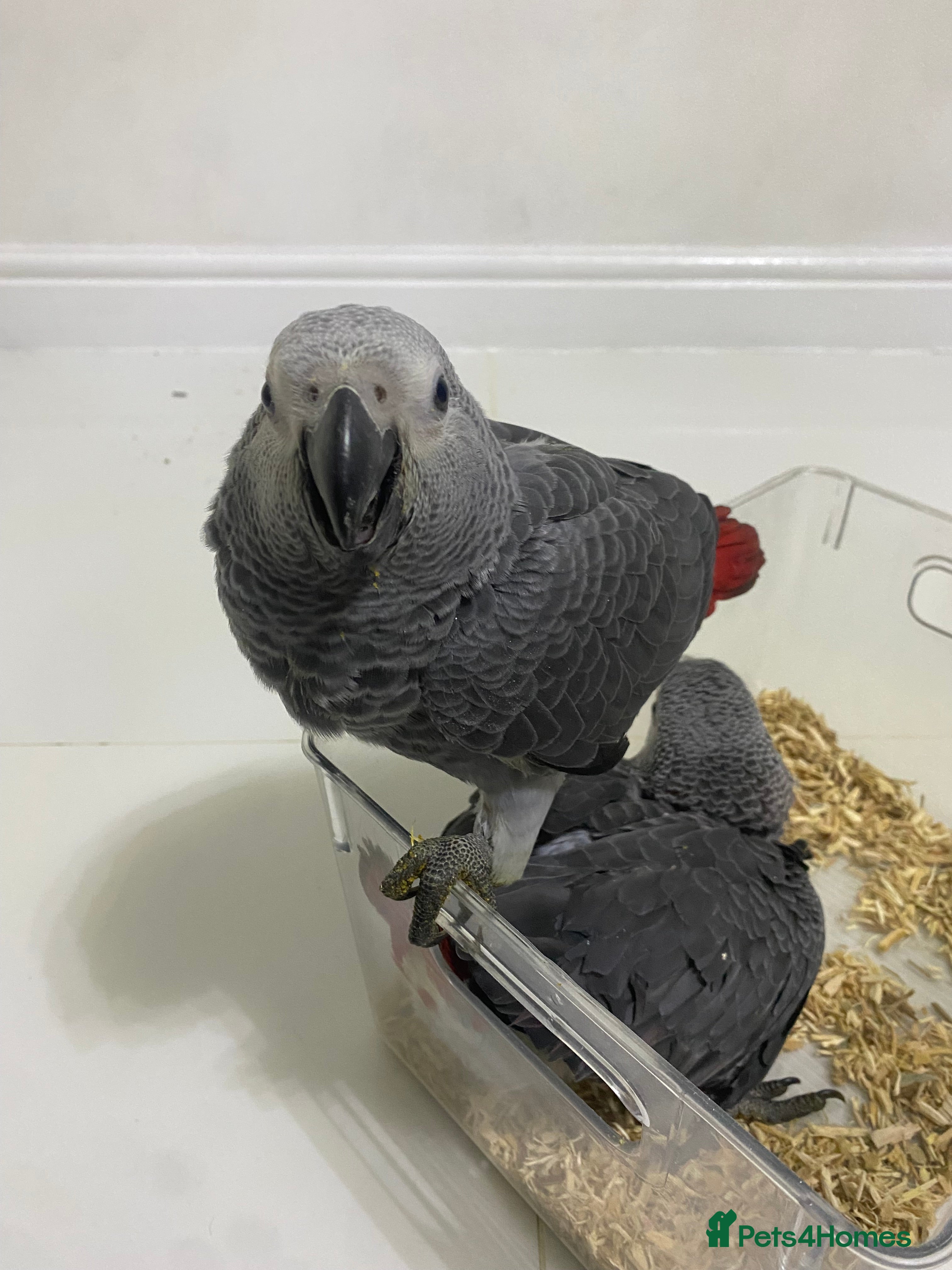 Parrots birds ONLY 1 LEFT Super cuddly baby African Greys  - Advert 16