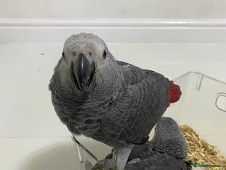 Parrots birds 1 Male LEFT Super cuddly baby African Greys - Advert 8