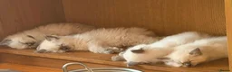 Ragdoll cats for sale: 💯stunning pure looking 💥Ragdolls for good homes. in Lowestoft - Advert 7