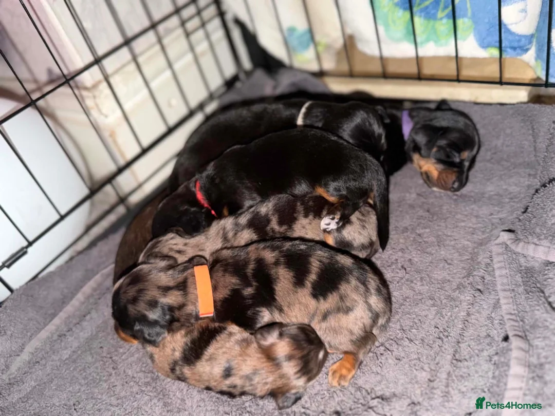 Dachshund dogs for sale: Dachshund for sale  - Advert 9