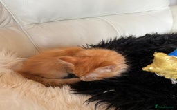 Maine Coon cats for sale: Red Maine coon female kittens, TICA reg - Image 30