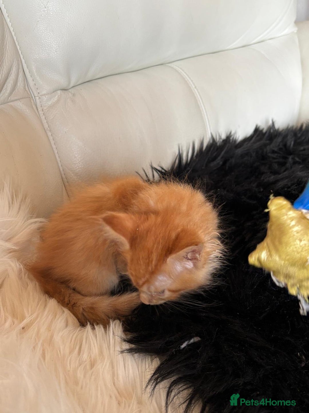 Maine Coon cats for sale: Red Maine coon female kittens, TICA reg - Image 30