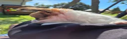 Chihuahua dogs for sale: Stunning Long-Haired Chihuahua Puppies in Guildford - Advert 26