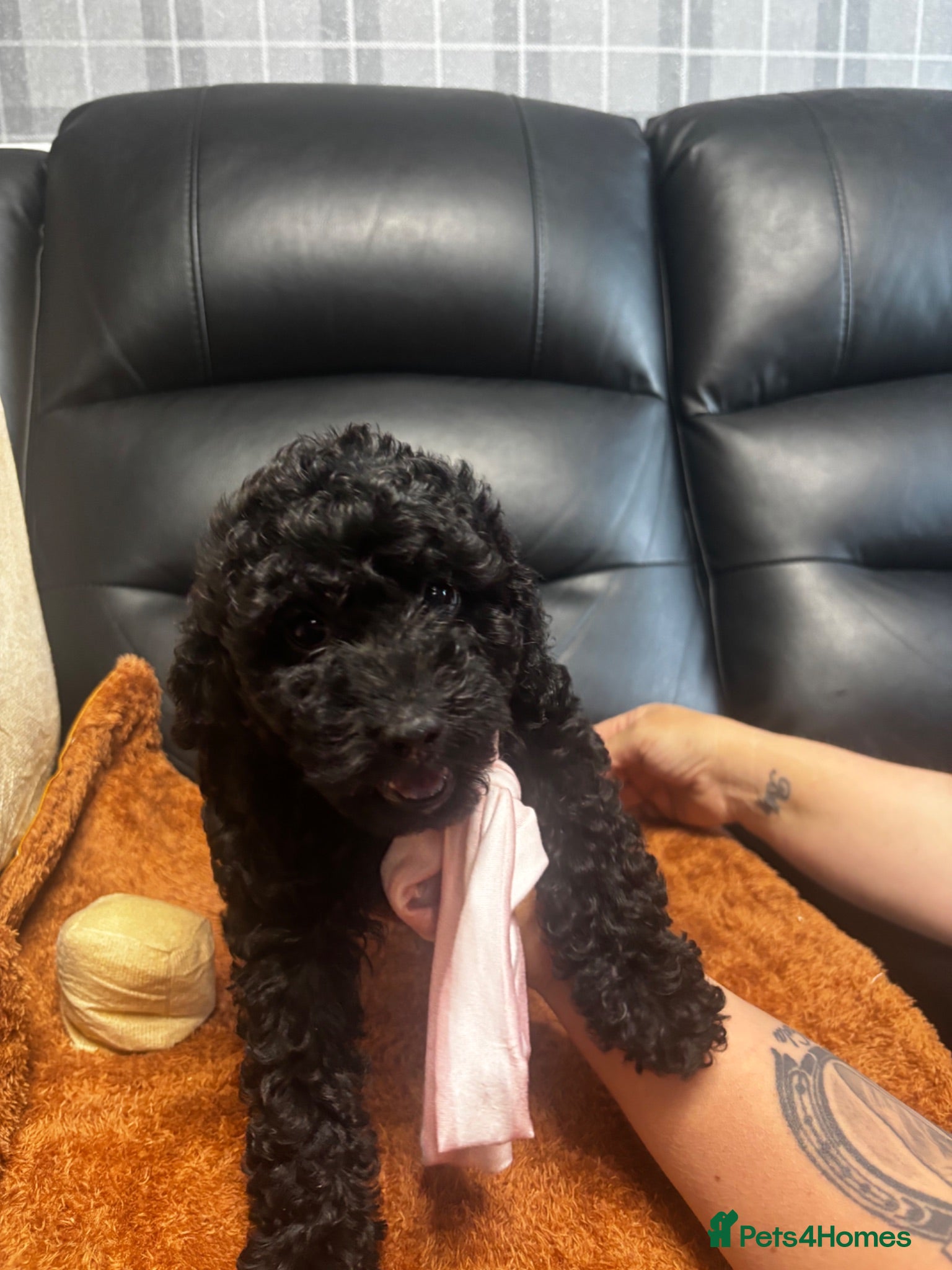 Cavapoo dogs Fb1 Cavapoos £850 - Advert 1
