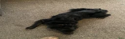 Sprollie dogs for sale: 8 month old male sprollie  for sale  in Buxton - Advert 2