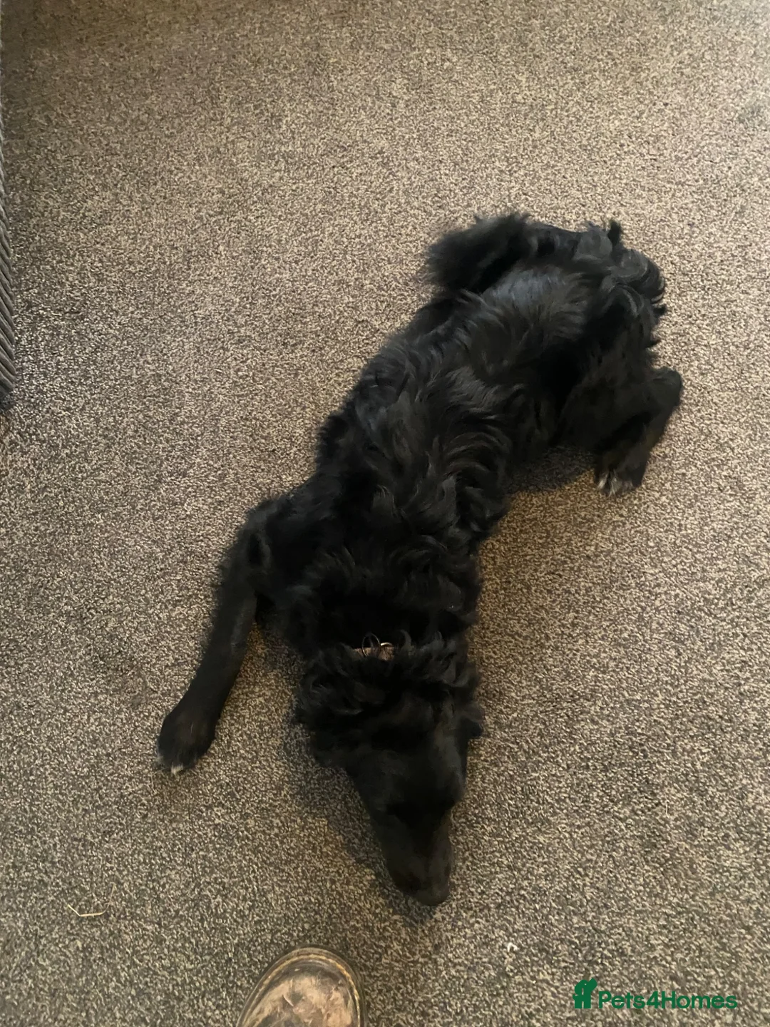 Sprollie dogs for sale: 8 month old male sprollie  for sale  in Buxton - Advert 2