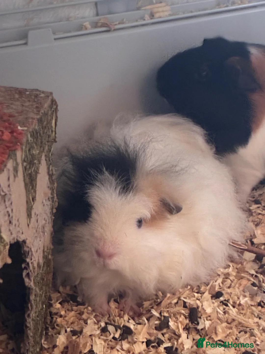 Guinea Pig rodents for sale: Two male Guinea pigs  in Penrith - Advert 3